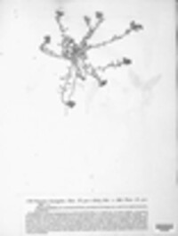 Puccinia corrigiolae image